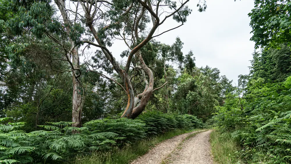 A gravel path through a forest