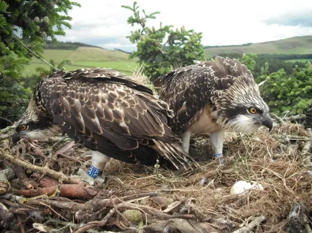 Two ospreys in a nest