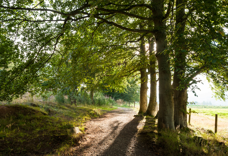 Sun shining through leaves on mixed broadleaf trees on to a woodland path next to a fence at Blackmuir Wood.