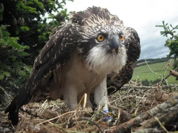 Osprey standing in a nest