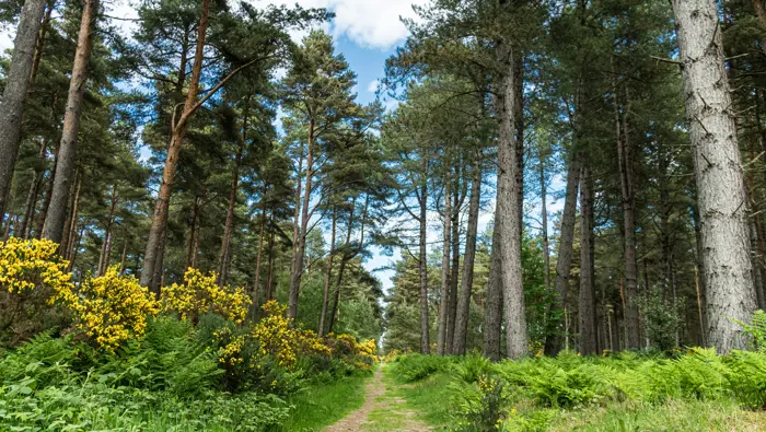 Forest path through a grassy forest with gorse and fern