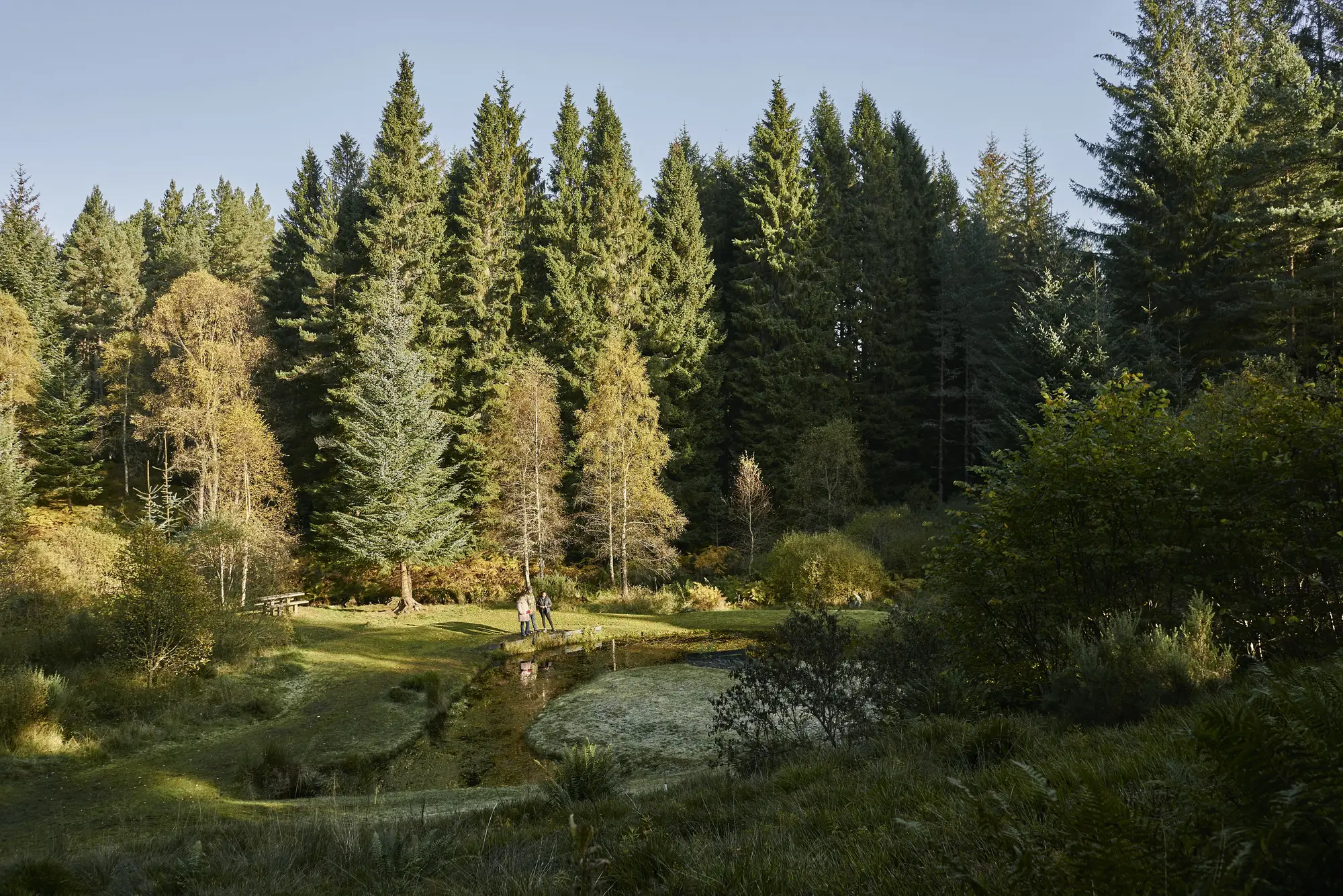 Pond at Aldie Burn woodland