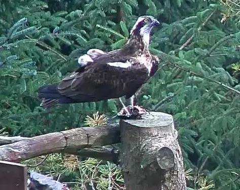 An osprey standing