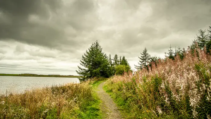 : A walkway through a mixed woodland with a loch, flowers and grass