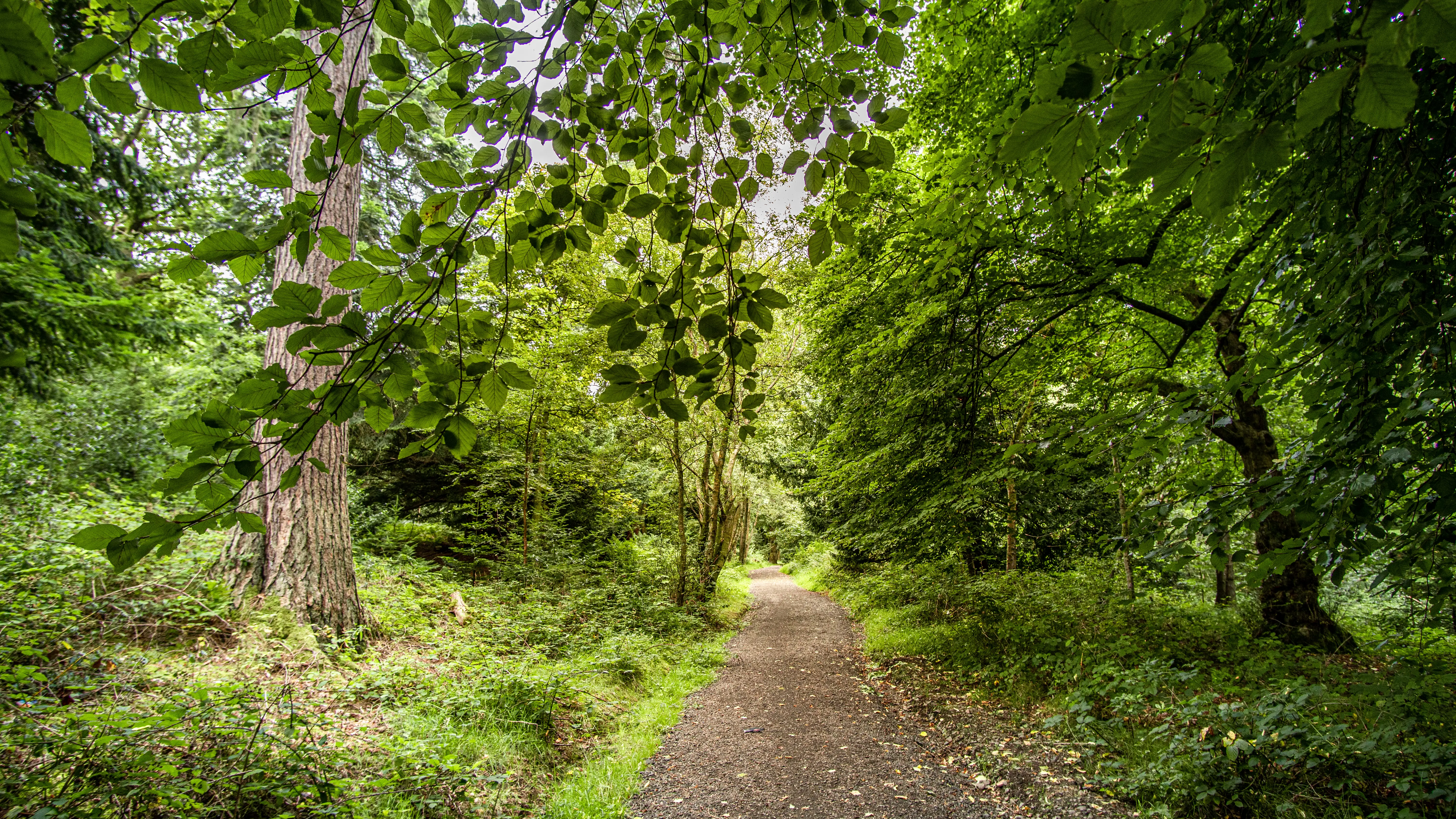 A leaf littered path through a late summer mixed woodland