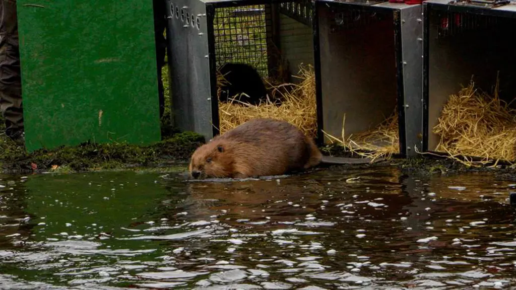 A beaver moving into the water from an open crate filled with straw. 