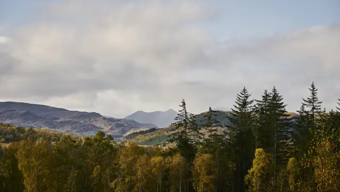 Trees in the foreground with hills in the background.