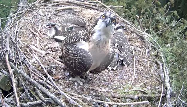 Osprey stares at camera