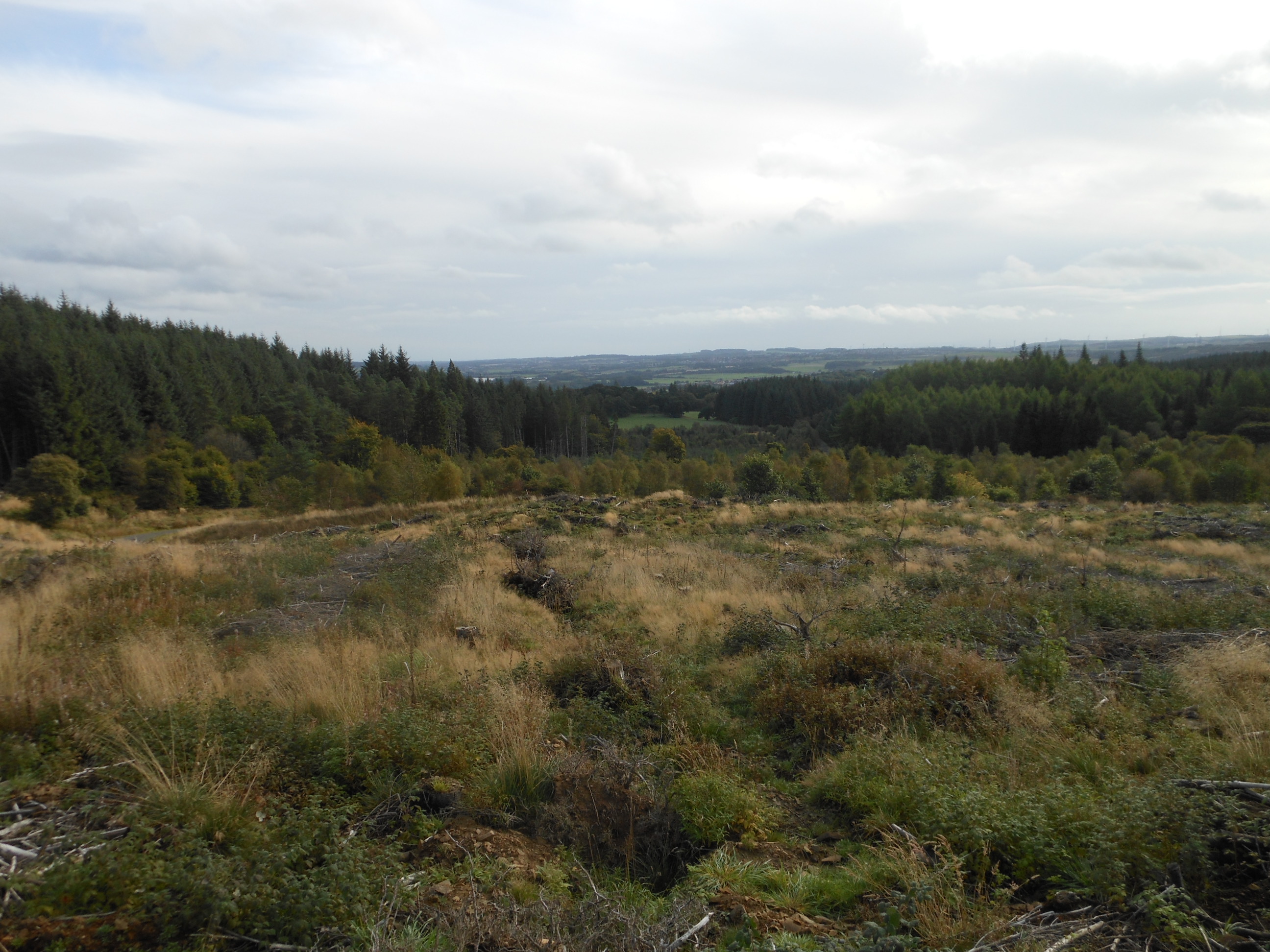 Field of long grass and conifer trees behind