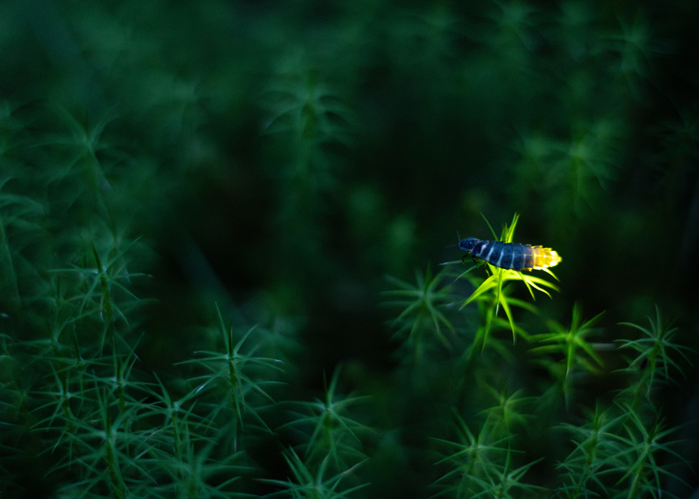 Glow-worm on some mosses.