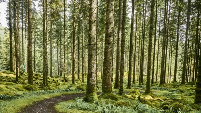 Woodland trail through plantation of tall trees, with ferns and moss, Glengarry, near Fort Augustus