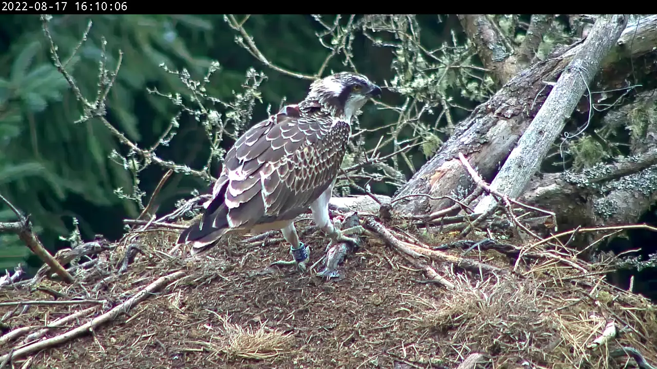 Osprey in a nest with a fish