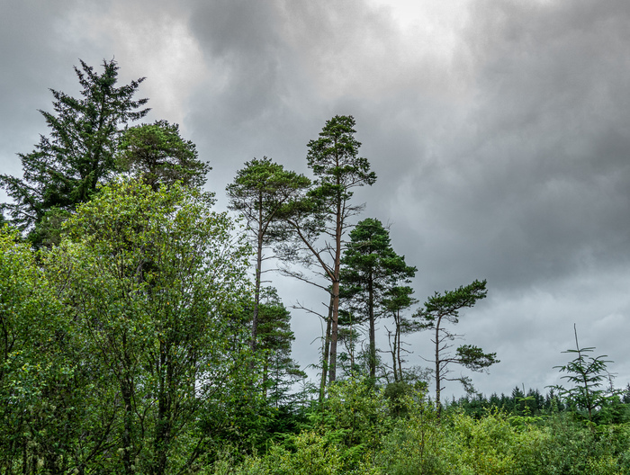 Scots pines growing over a conifer plantation