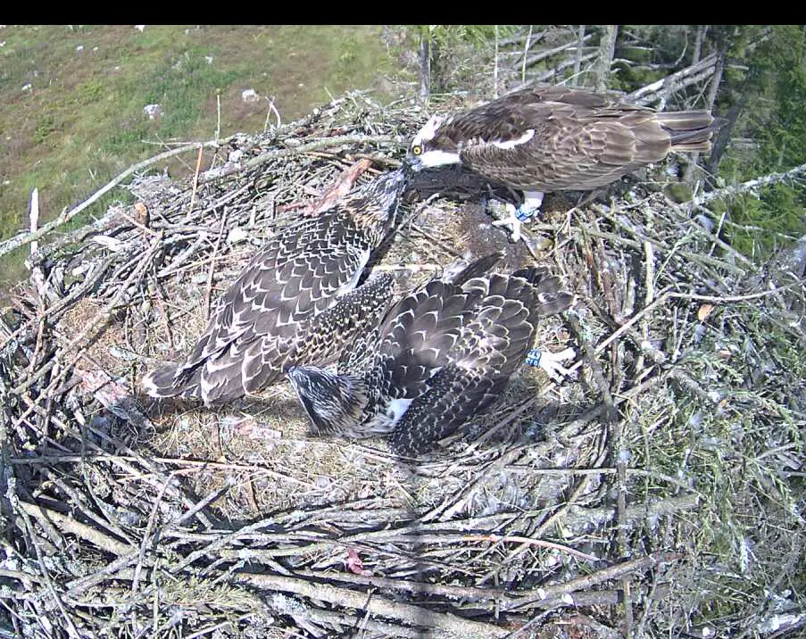 Osprey feeding another osprey