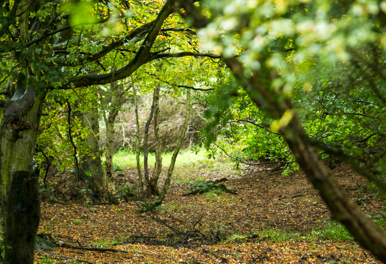  A leaf littered forest path through a mixed woodland