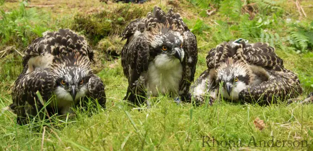 Three ospreys