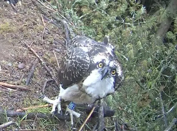 Osprey staring towards camera