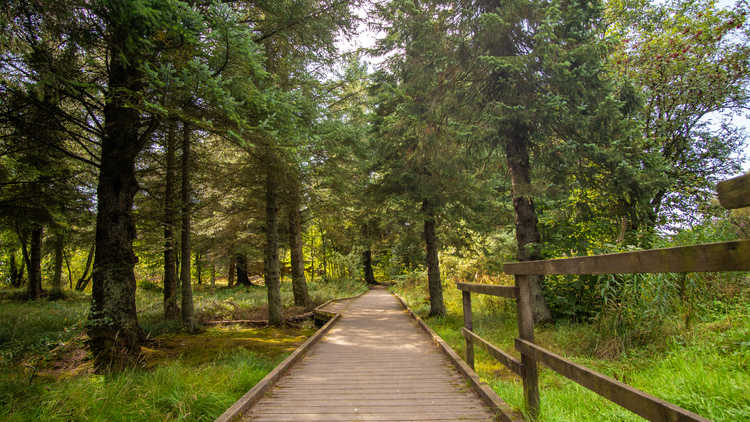  A boardwalk path through a mixed woodland