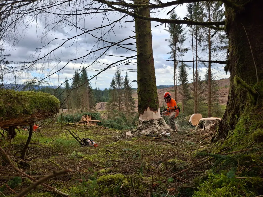 Woman in safety gear using a chainsaw on a large tree