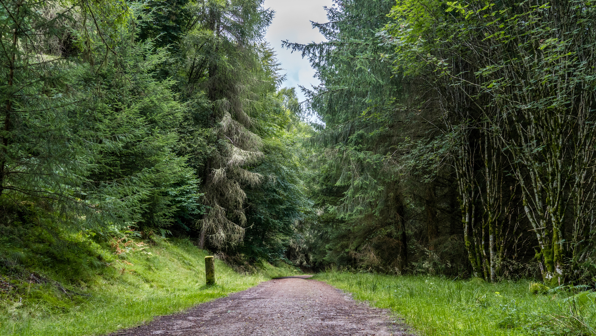  A gravel path through a mixed forest with a small stone sign