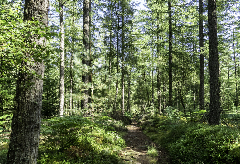 A path through conifer trees