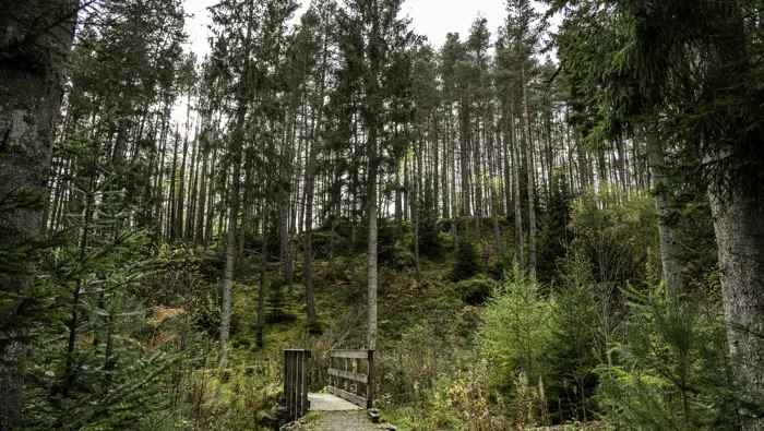 A wooden bridge in a pine forest