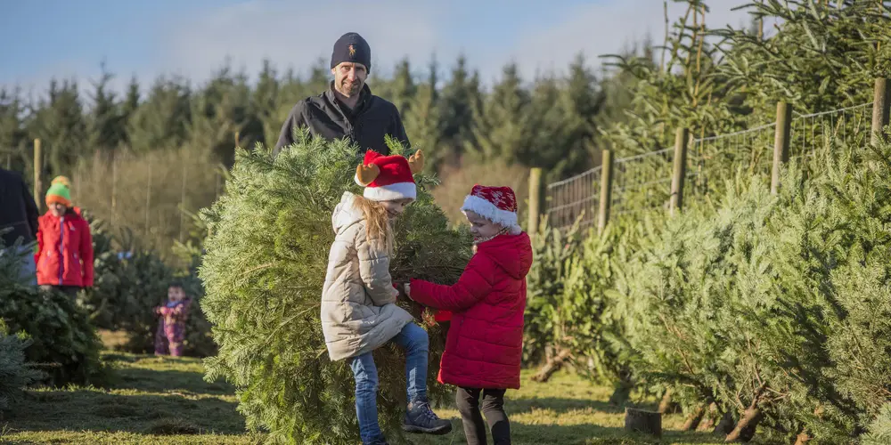 A man and his two kids in santa hats carrying a christmas tree