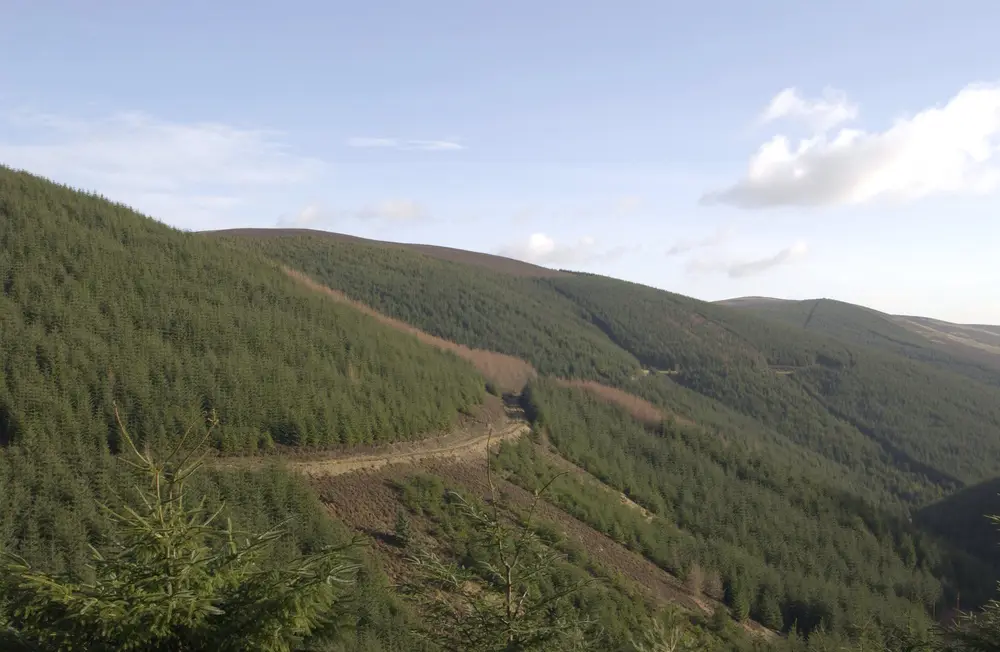 Large hillside covered in green conifer trees under a pale blue sky