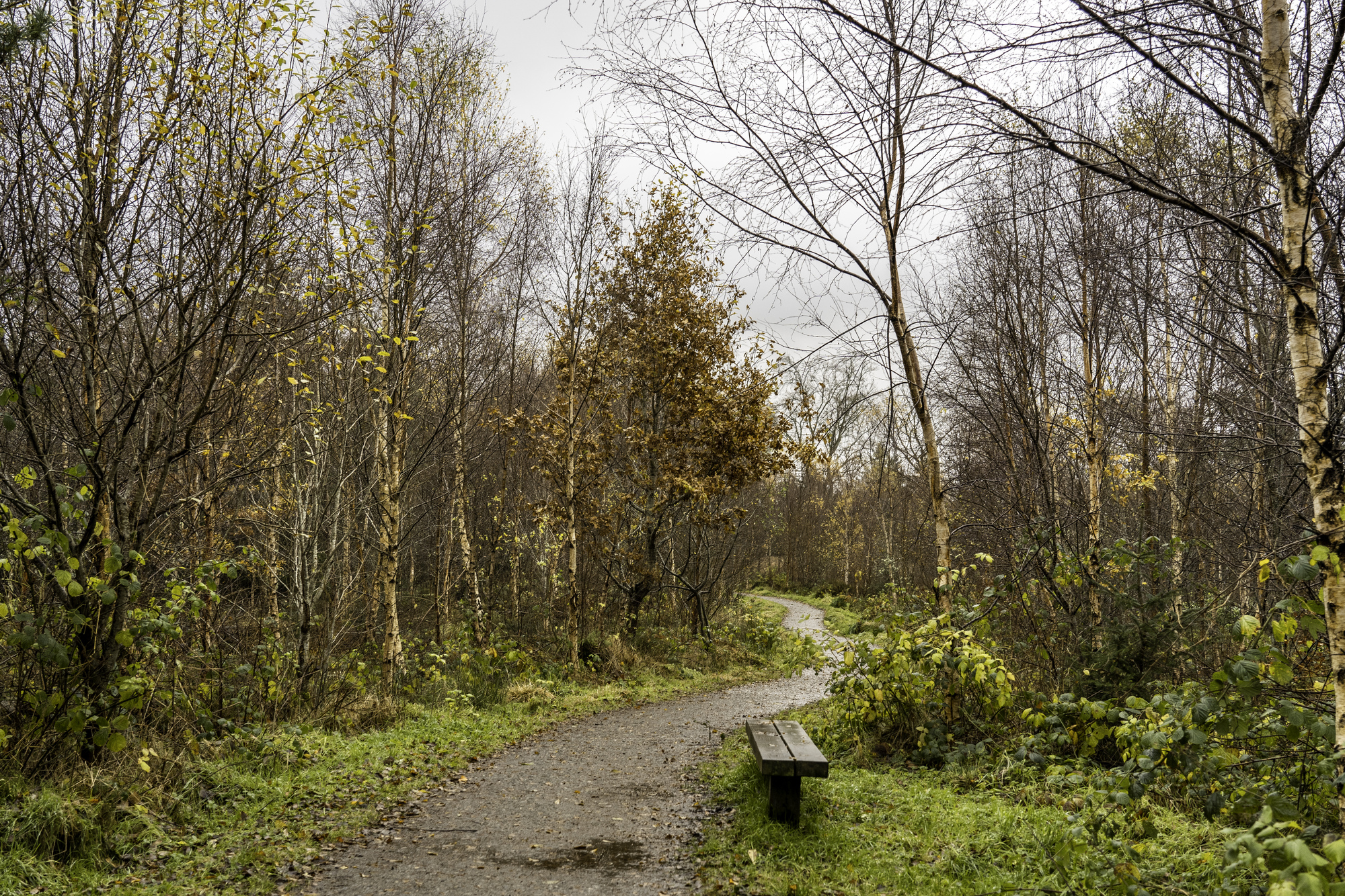 A winding path through a forest in winter, with a bench