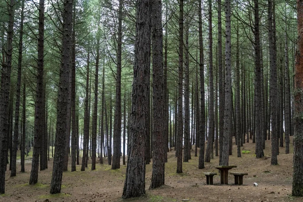 A picnic table in a conifer forest.
