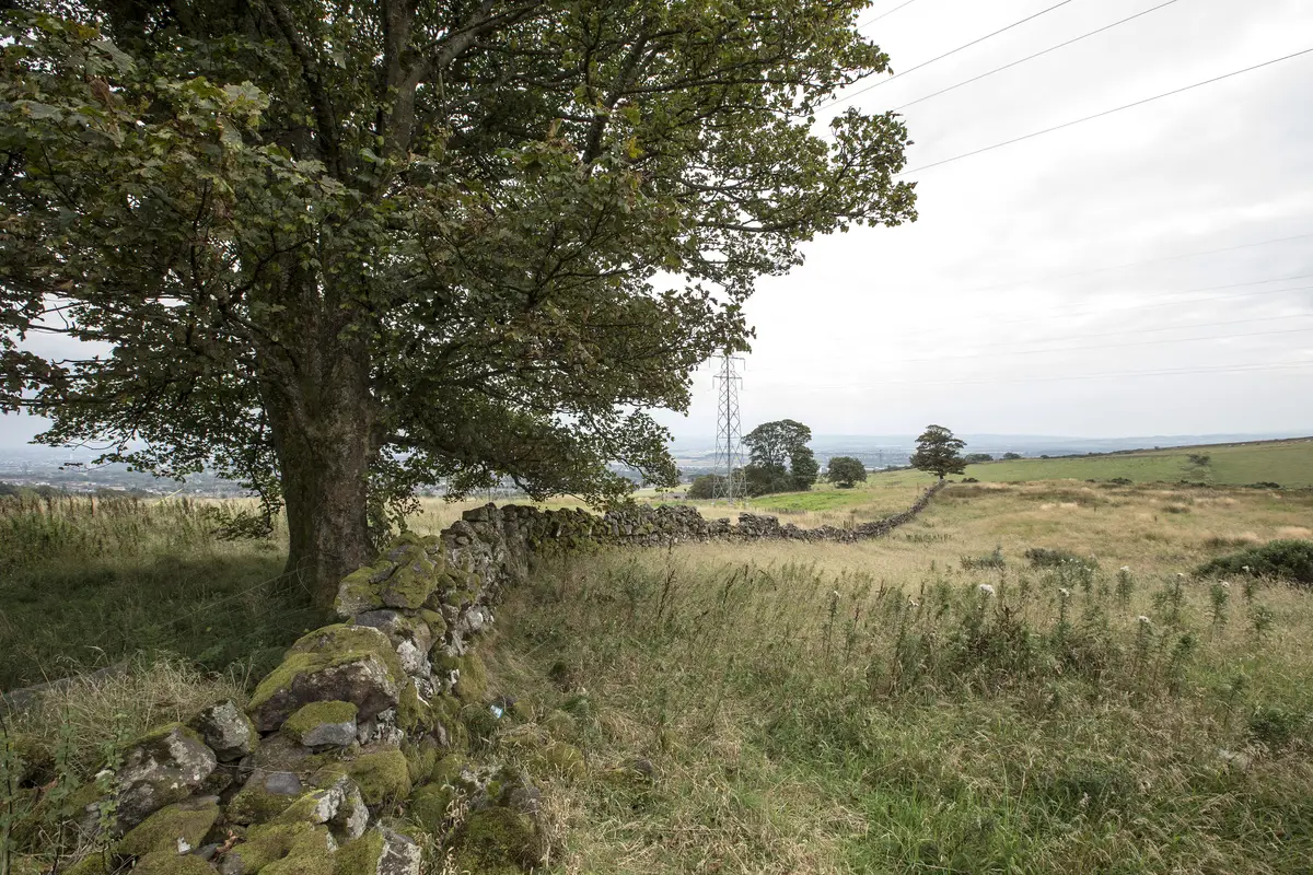 A large broadleaf tree overhanging a dry stone wall