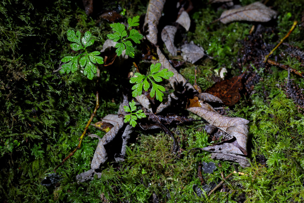 Plant with green leaves under LED light