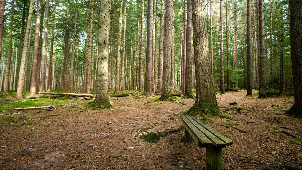 A bench in a pine forest along a path.