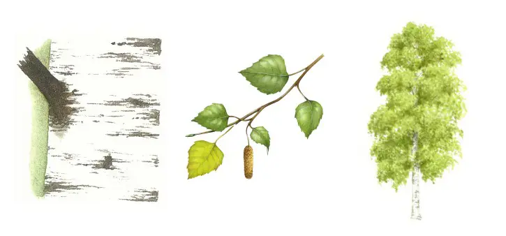 botanical drawings of silver birch tree