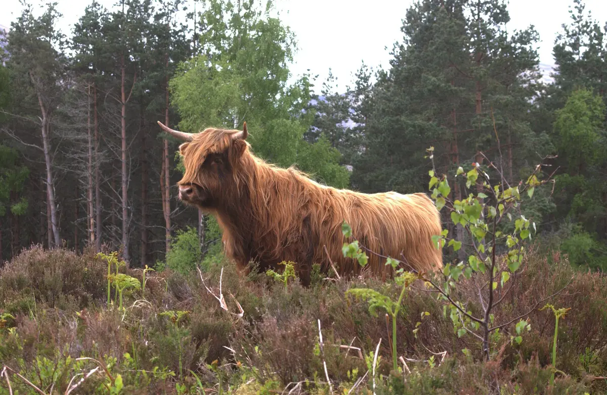 Highland cow