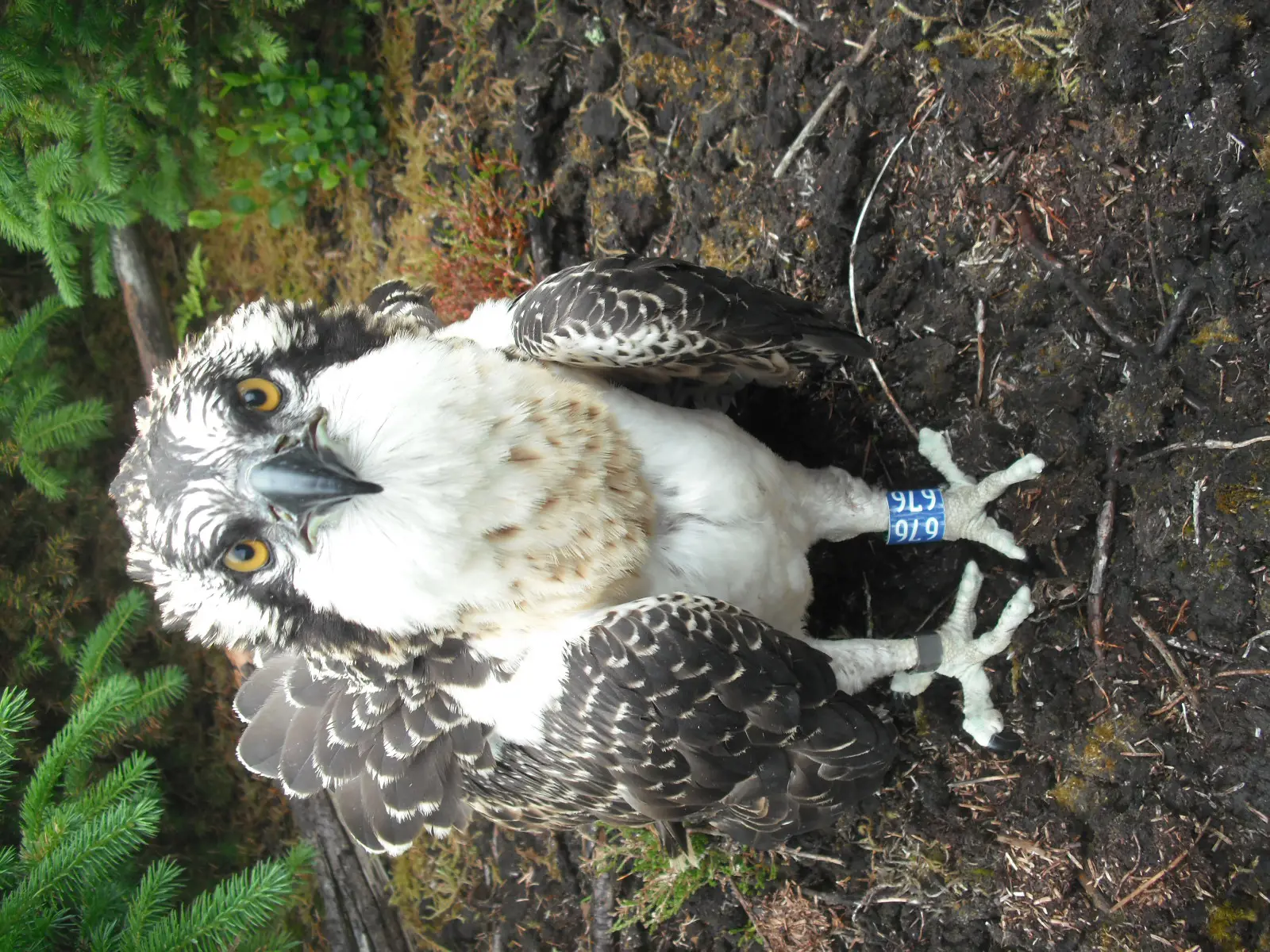 Osprey chick on the ground