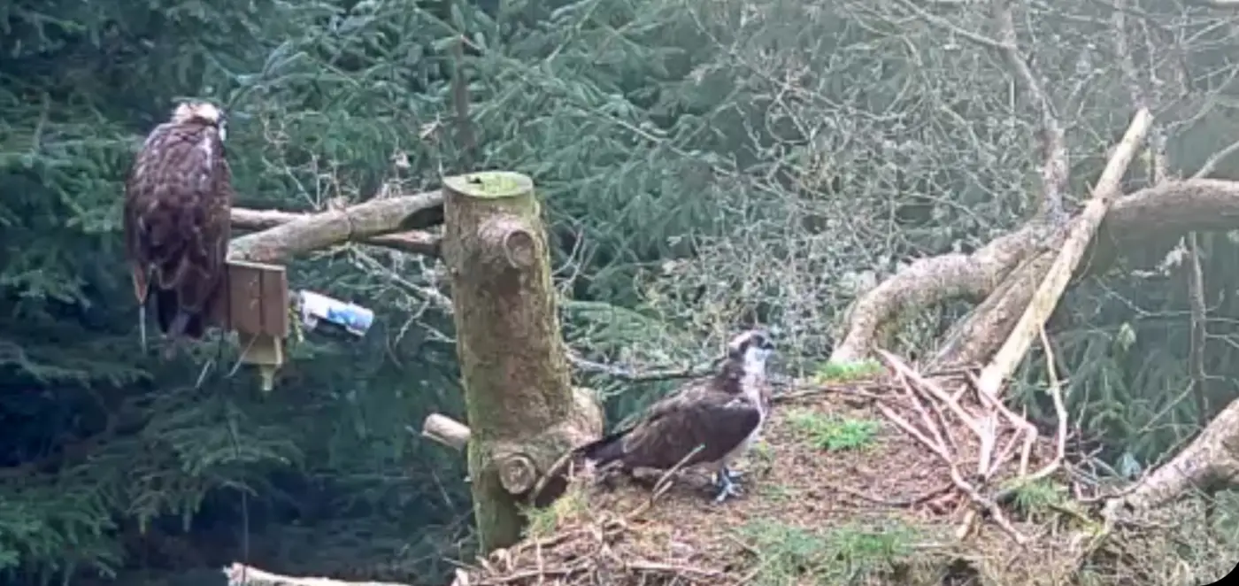 An osprey nest with two ospreys - one standing and one sitting on a nearby branch