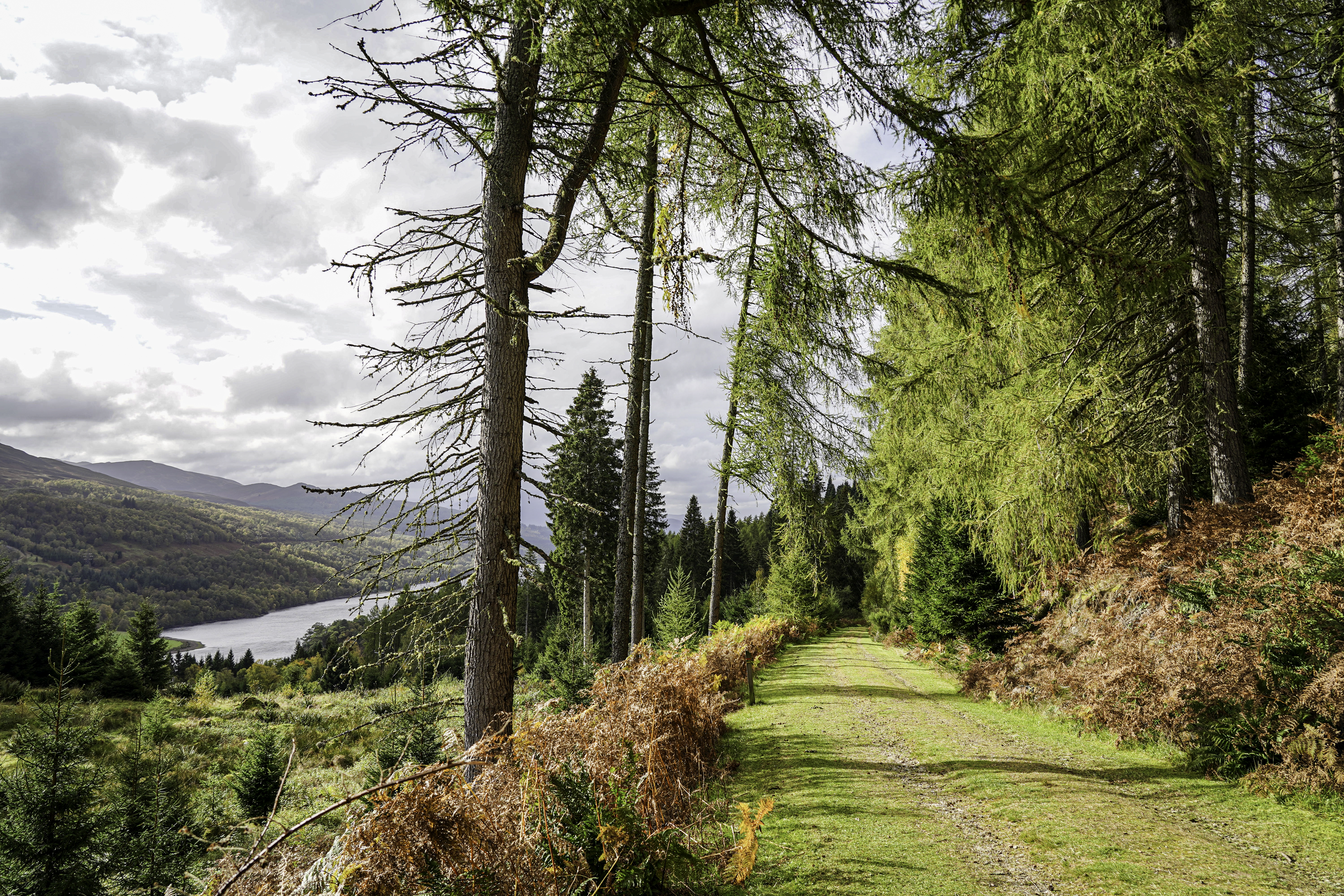 A sunny walking path in a forested hillside overlooking a loch
