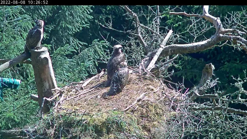 three osprey chicks home with their mom on a nest 