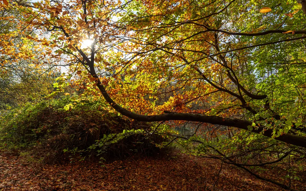 Backlit beech tree in autumn.