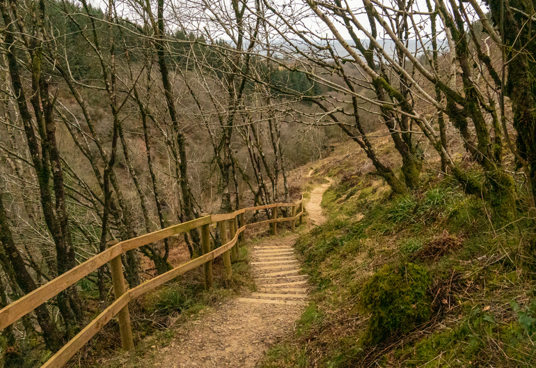A trail through winter trees with a wooden railing 