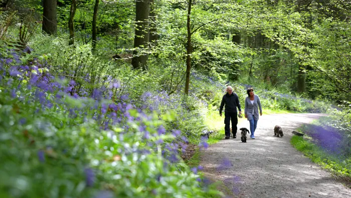 Two people with dogs walking along a forest path.