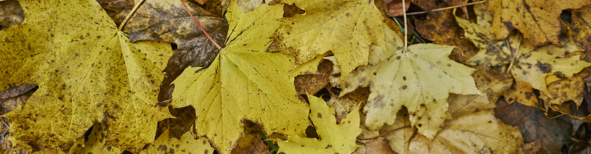 Close up of tree bark
