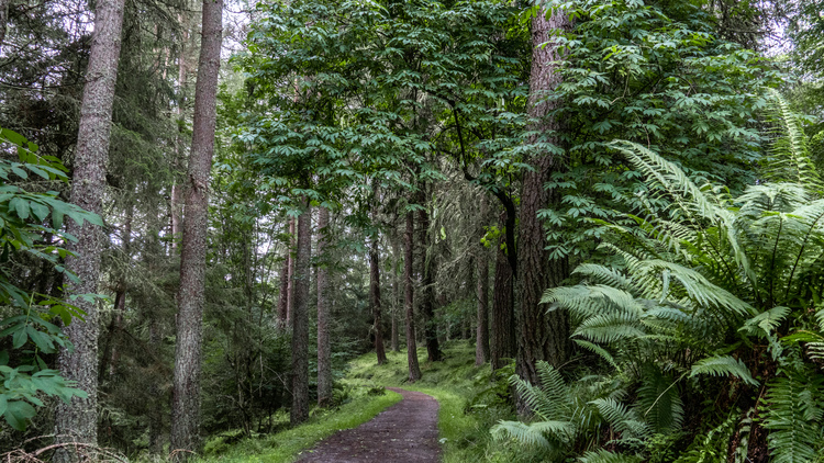 A gravel path through a mixed forest with ferns