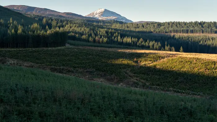 Snow capped mountain in the background with mixed age trees in the foreground.