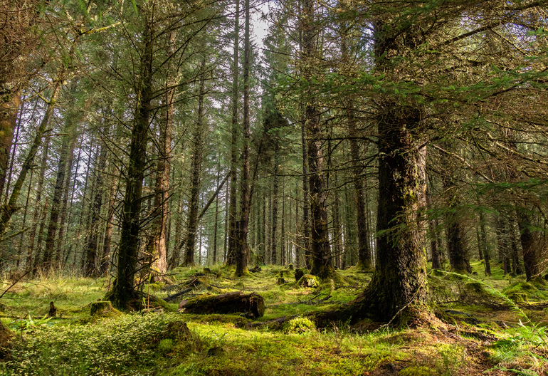 A moss covered forest floor in a conifer wood 