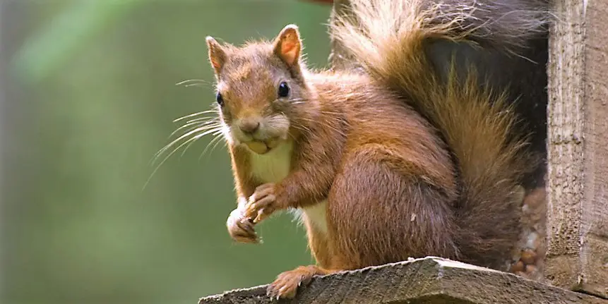 A red squirrel perched on a bird feeder with a mouth full of seeds. 