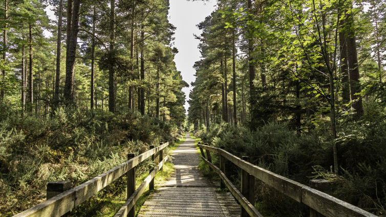 A bridge pathway through a forest