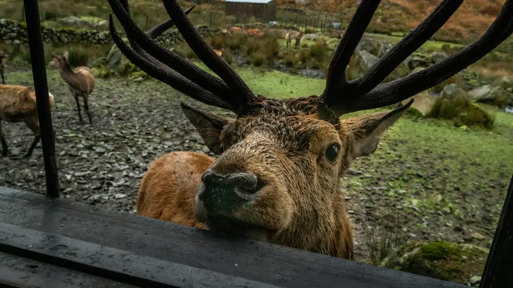 A deer looking into a wildlife hide