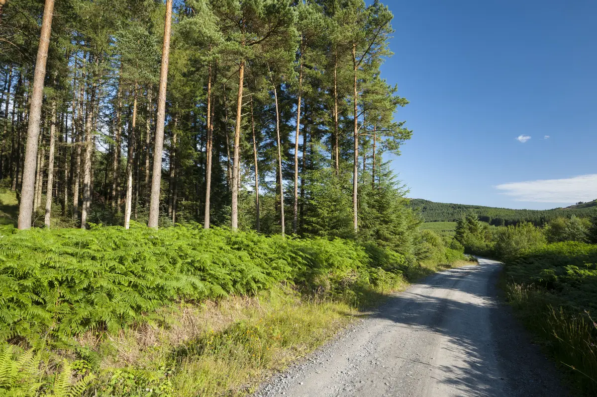 Gravel road through a forest